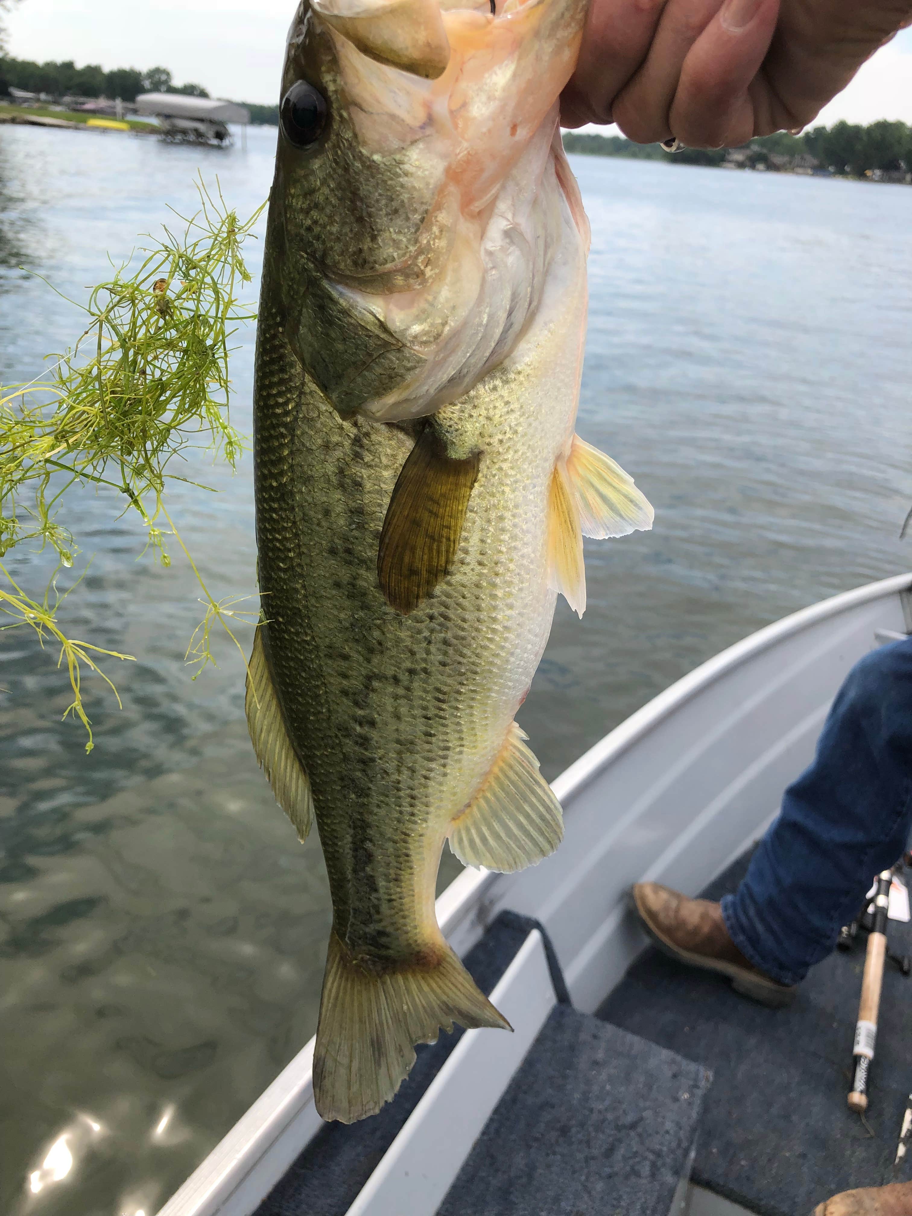 Camper-submitted photo at Wolverine Campground near Metamora, MI