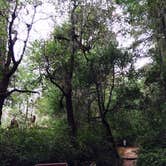 Review photo of Elk Prairie Campground — Prairie Creek Redwoods State Park by phillip L., July 26, 2016