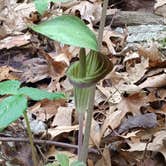 Review photo of Rock Cut State Park Campground by Marcus D., May 26, 2022