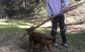 Cameron M.'s photo of camping with pets at Forest Road 568 - Dispersed Camping near Cloudcroft, NM