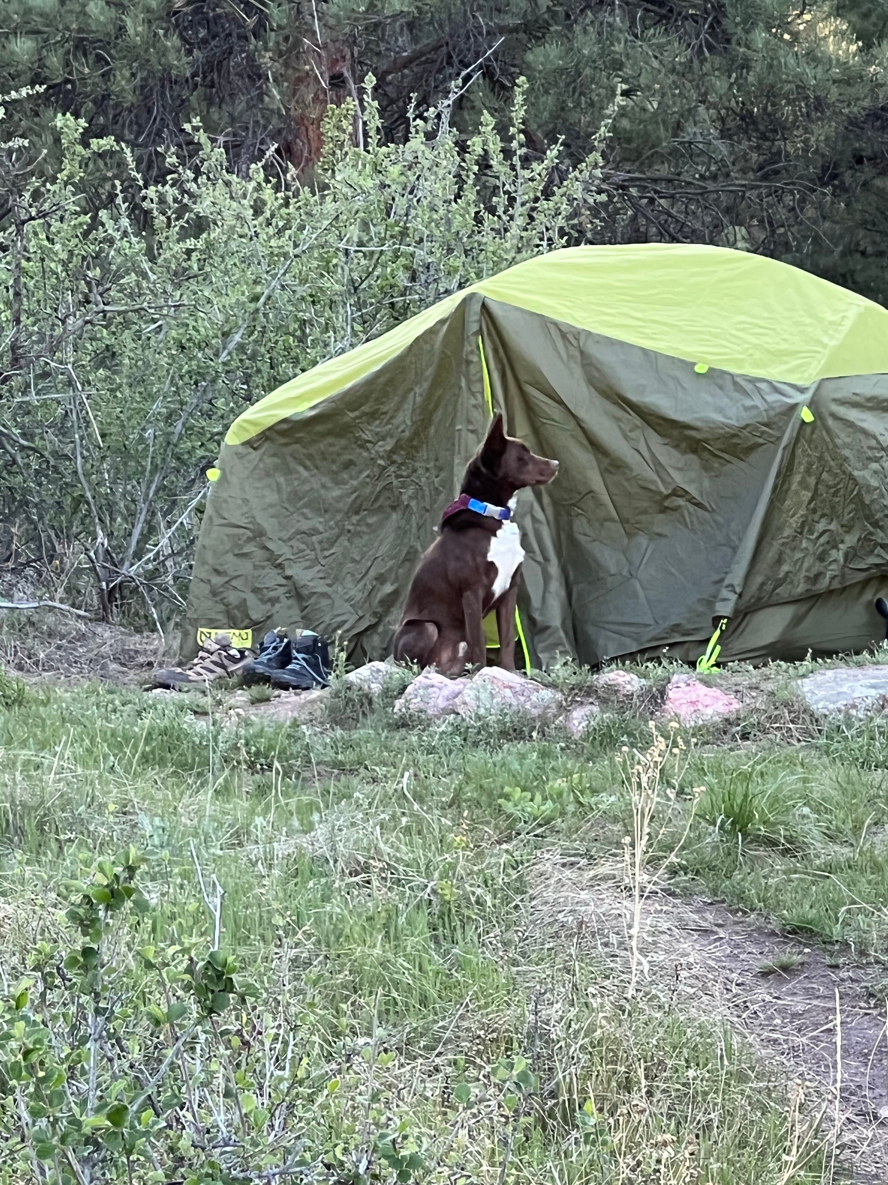 Camper submitted image from Horsetooth Mountain - Backcountry Site 2 - 4