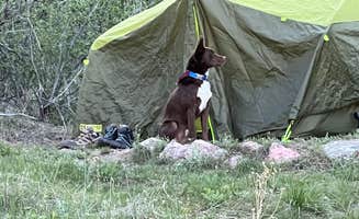 Miranda K.'s photo of camping with pets at Backcountry Campground — Horsetooth Mountain Open Space near Livermore, CO