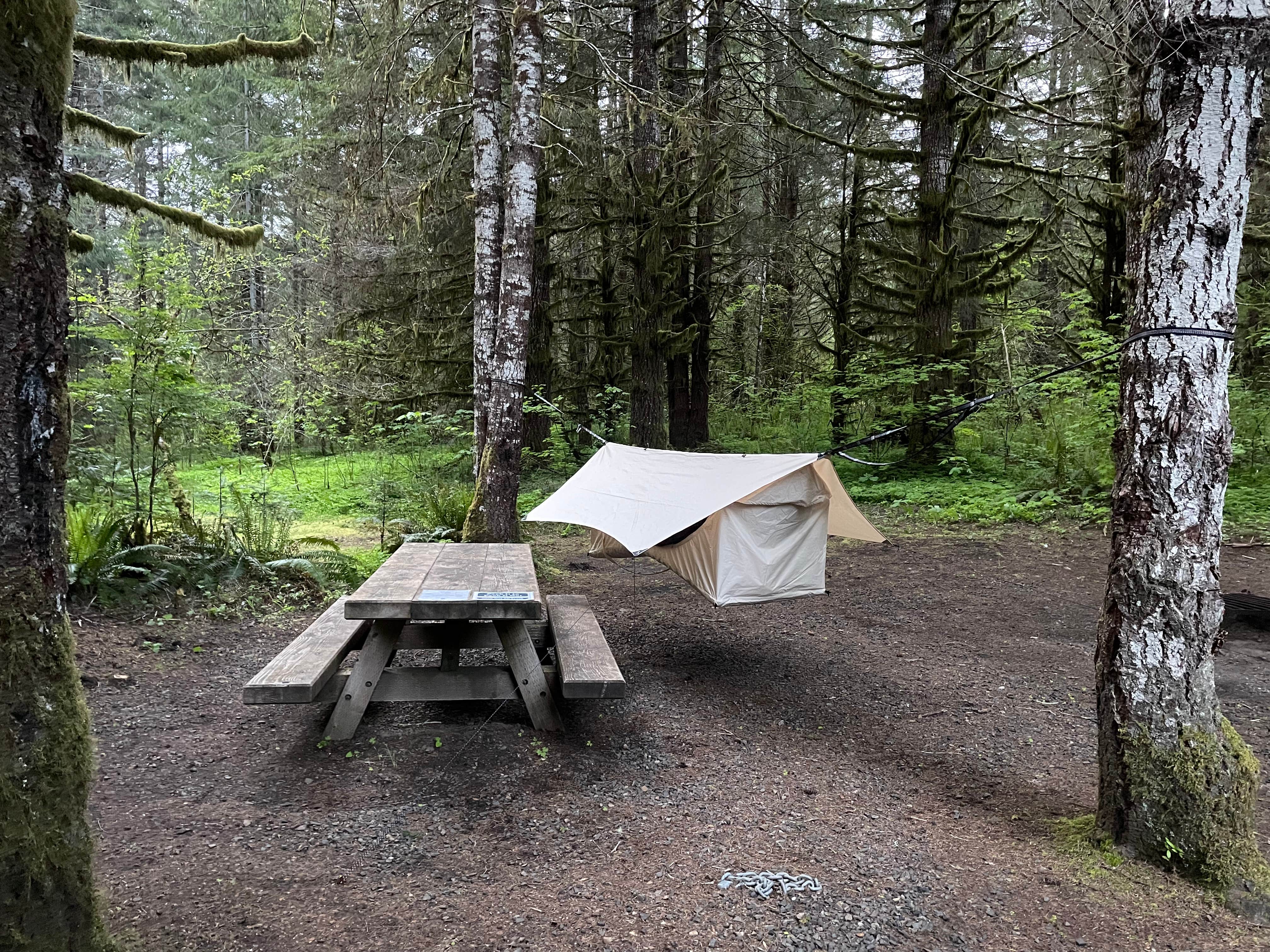 Camper-submitted photo at Clatsop State Forest Northrup Creek Horse Campground near Cathlamet, WA