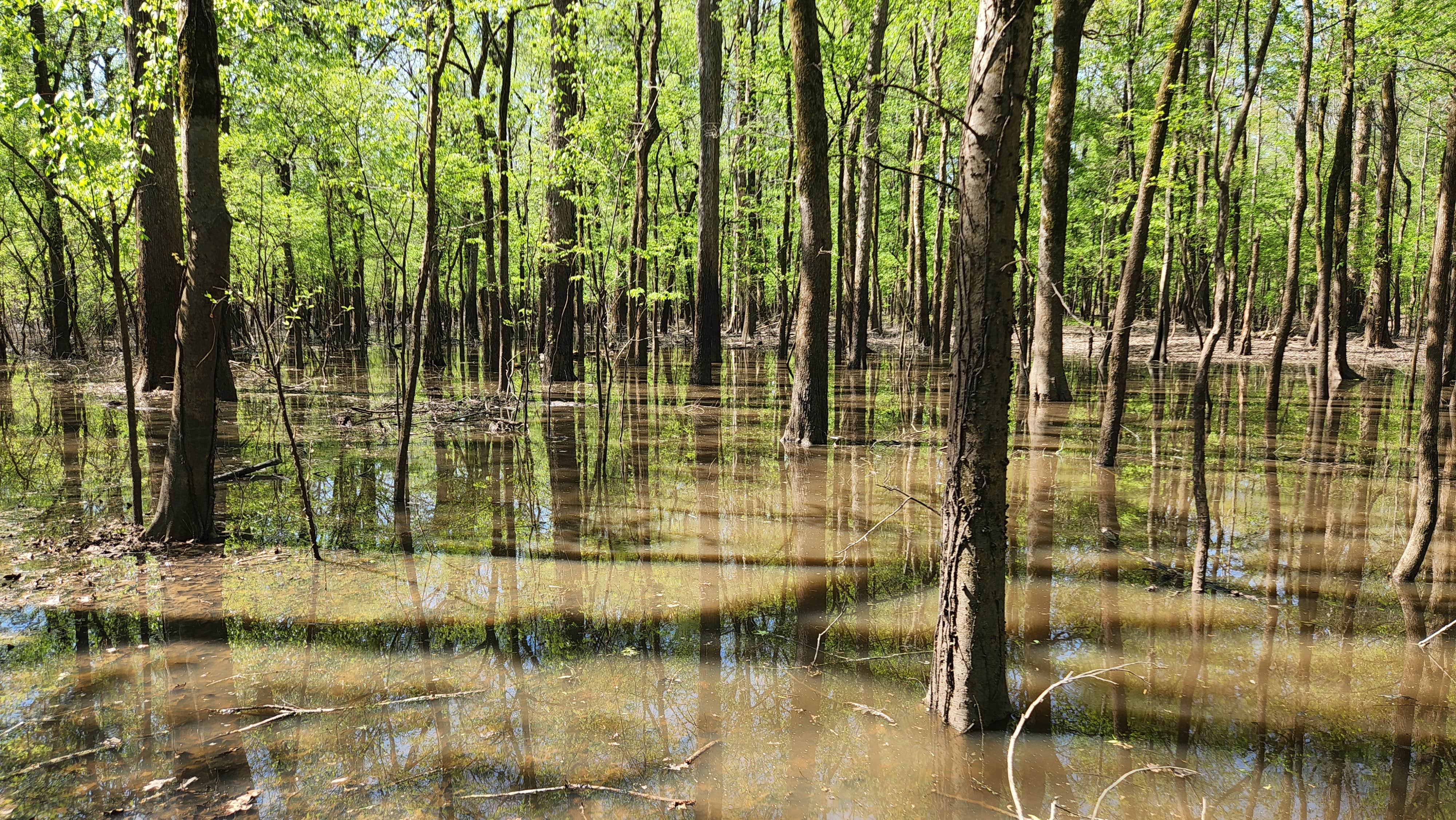 Camper-submitted photo at Blue Lake near Brooklyn, MS