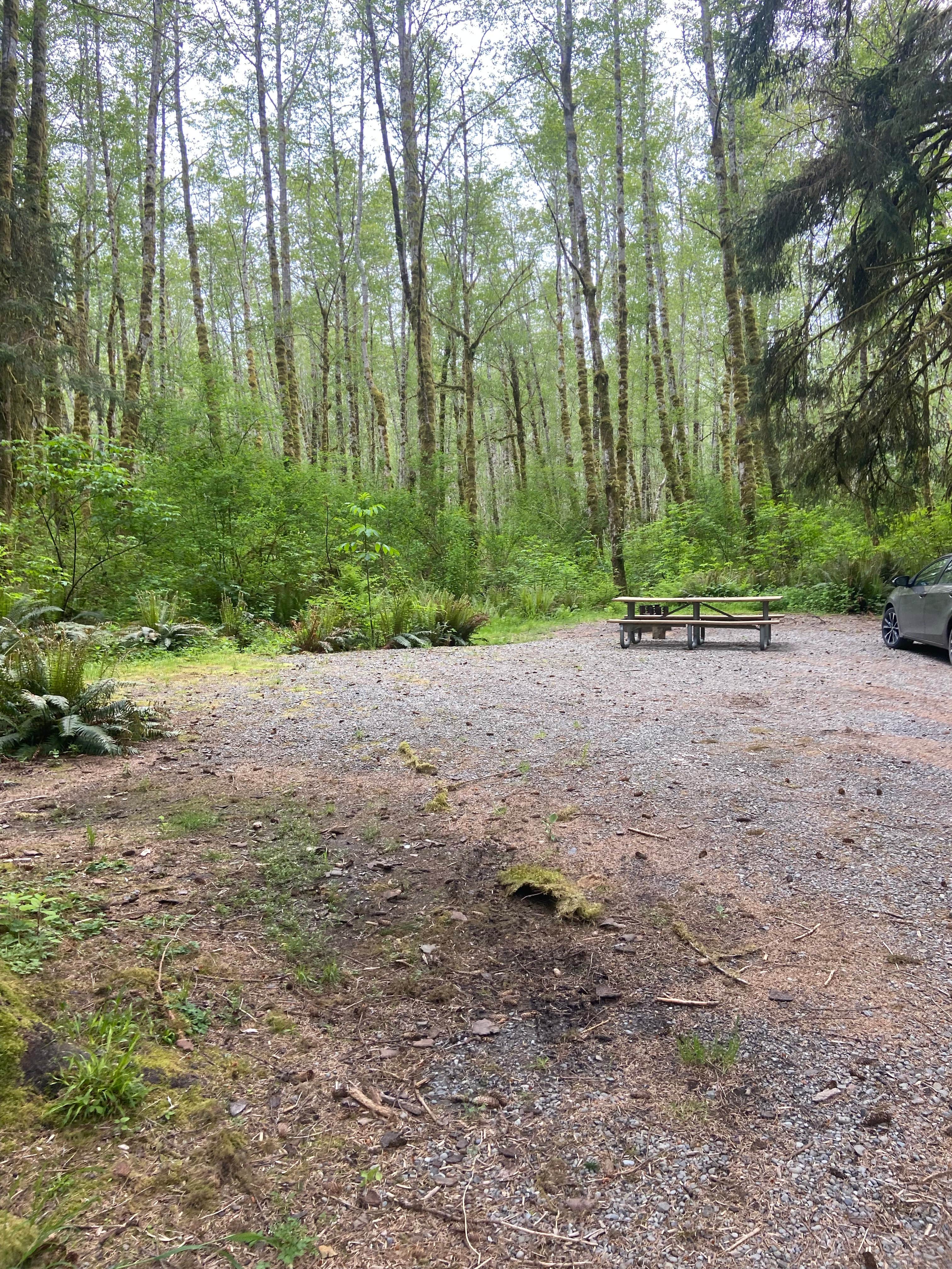 Camper-submitted photo at Cottonwood Campground near Forks, WA