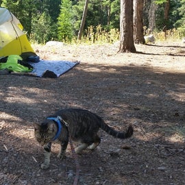 Our motorcycle riding camping kitty