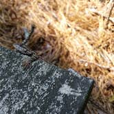 Review photo of Cape Henlopen State Park Campground by April T., July 14, 2018