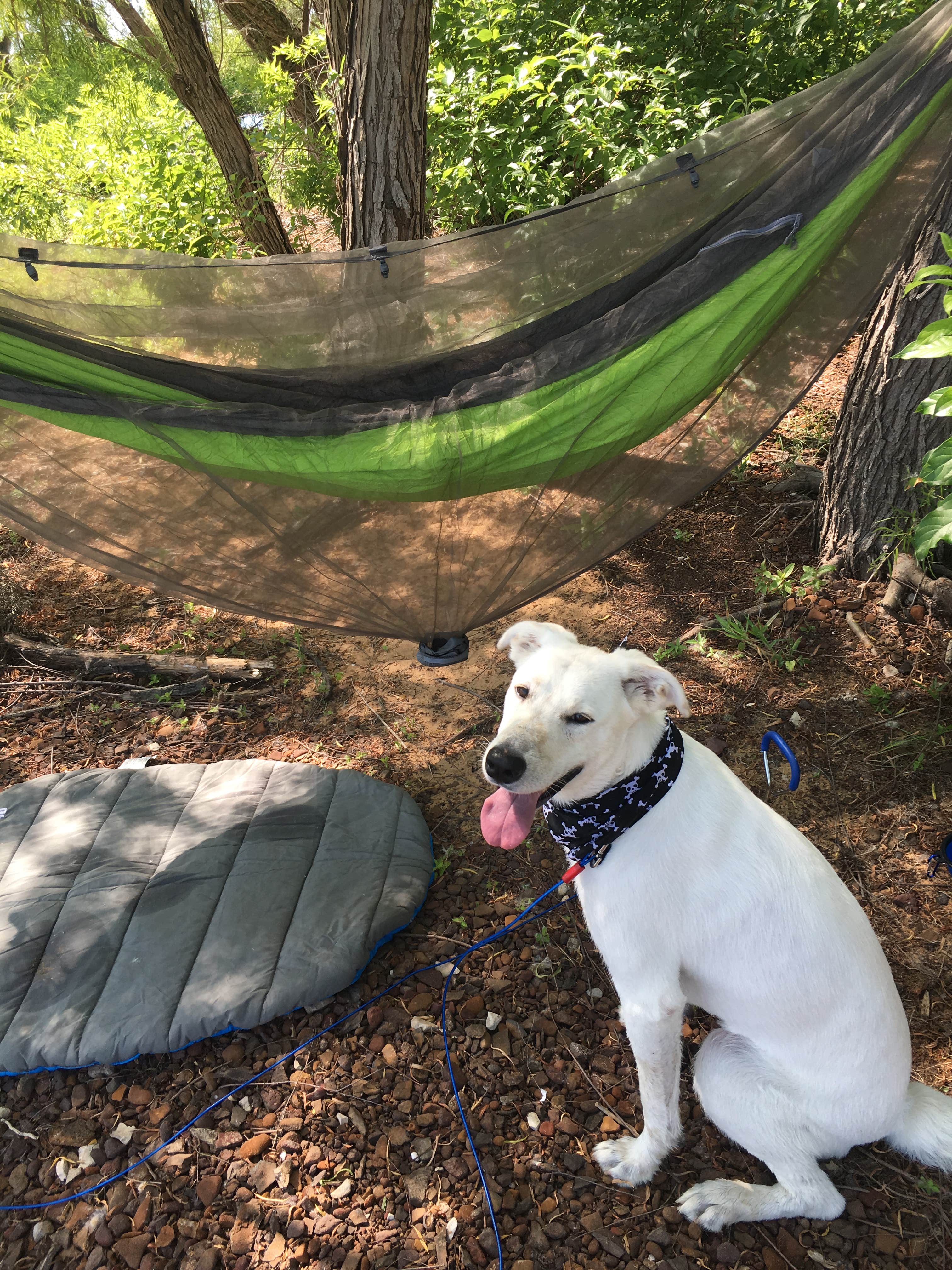 Michelle M.'s photo of camping with pets at Isle du Bois Campsites — Ray Roberts Lake State Park near Sanger, TX