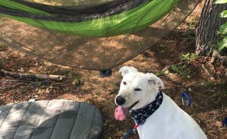 Michelle M.'s photo of camping with pets at Isle du Bois Campsites — Ray Roberts Lake State Park near Caddo National Grassland