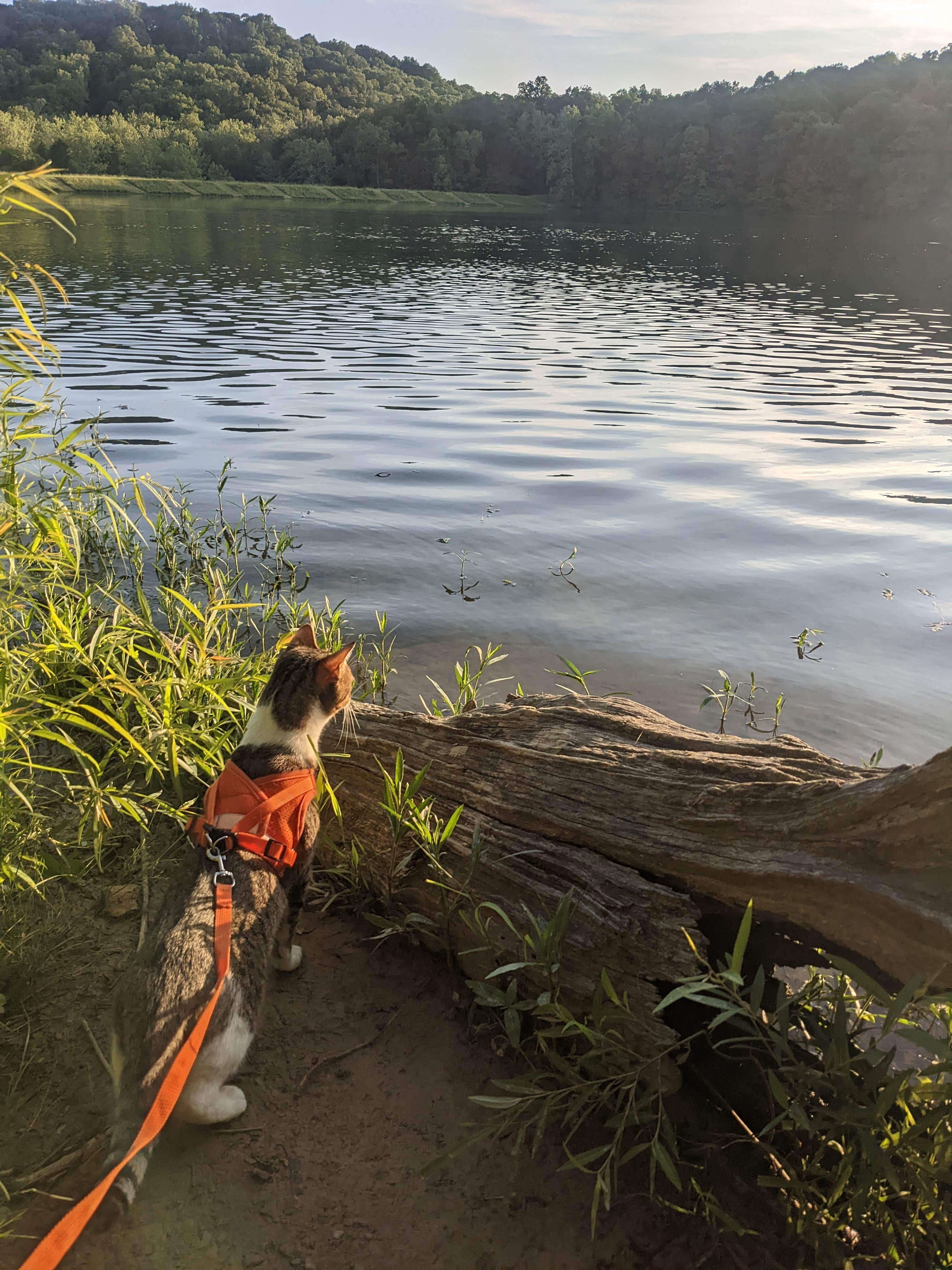Fern B.'s photo of camping with pets at Yellowwood State Forest near Spencer, IN