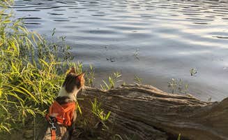 Fern B.'s photo of camping with pets at Yellowwood State Forest near Unionville, IN