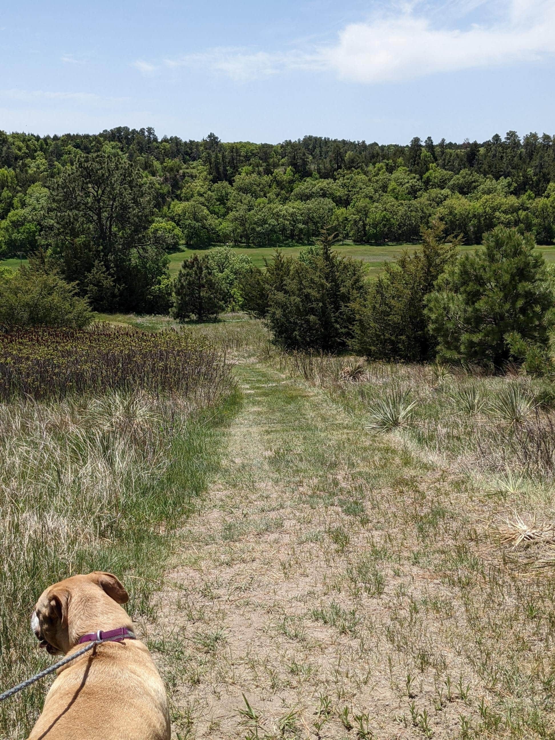 Joe A.'s photo of camping with pets at Berry Bridge Campground near Long Pine, NE