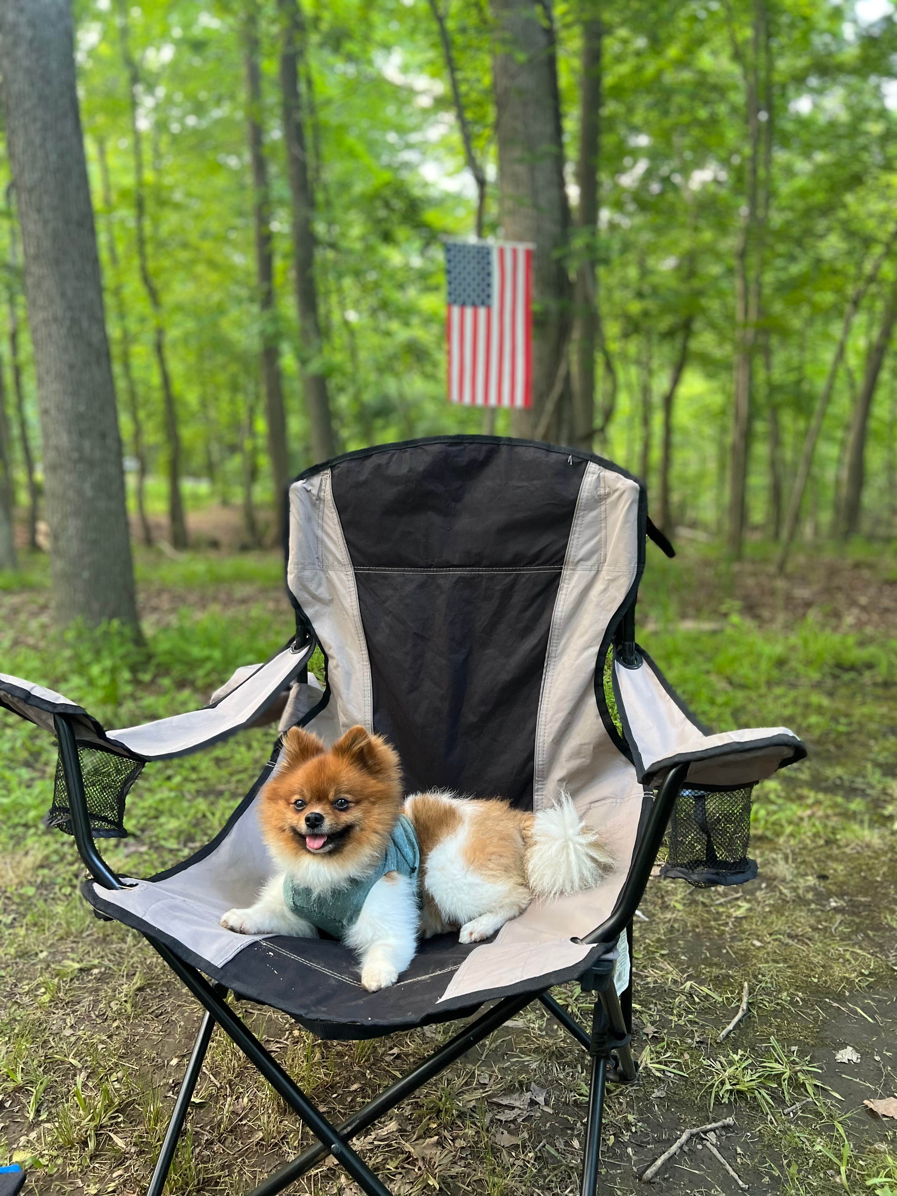 Nick C.'s photo of camping with pets at Greenbelt Park Campground — Greenbelt Park near Washington, DC