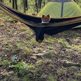 Review photo of Mathews Arm Campground — Shenandoah National Park by Nick C., May 29, 2022