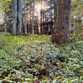 Review photo of Mt. Greylock Campsite Park by Amy A., May 30, 2022