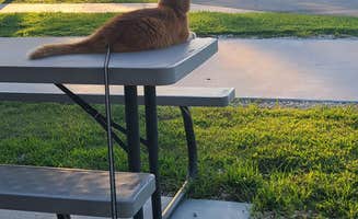 Cat R.'s photo of camping with pets at Hidden Lake RV Park near Village Mills, TX