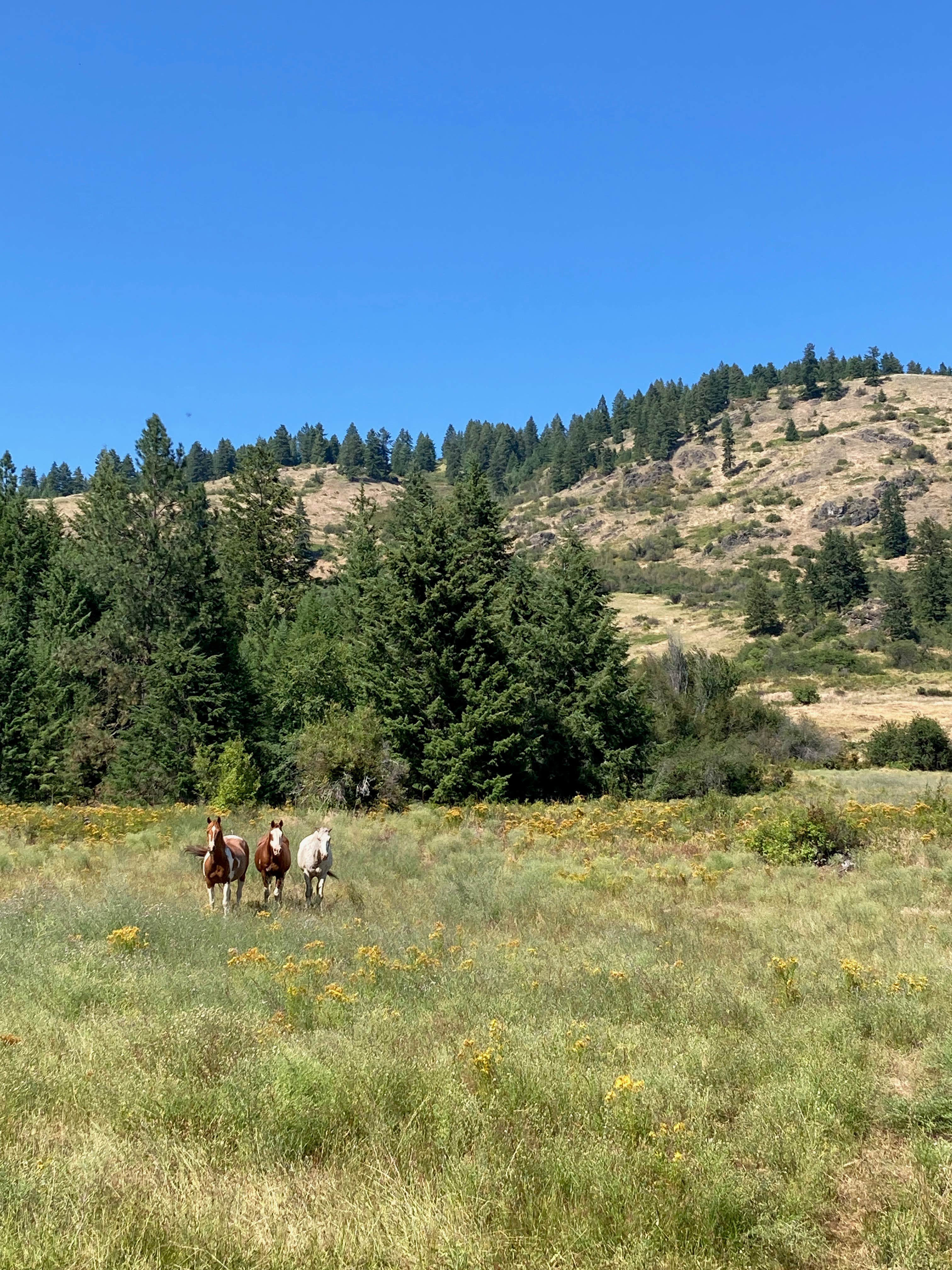 Lindsay's photo of camping with a horse at Iron Mountain Ranch Screen House near Colville National Forest