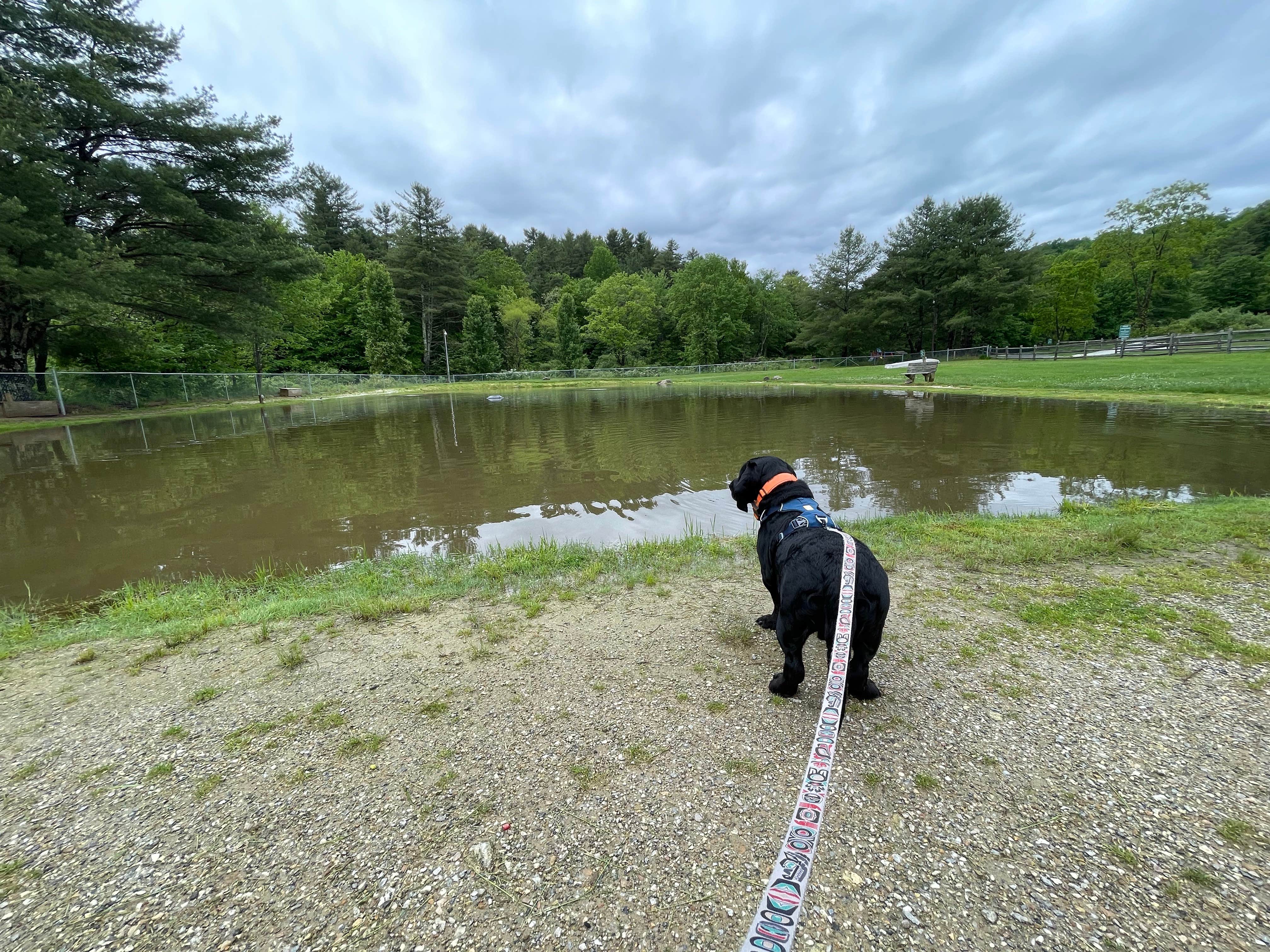 Anthony I.'s photo of camping with pets at Montebello Resort near Crimora, VA