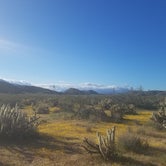 Review photo of Borrego Palm Canyon Campground — Anza-Borrego Desert State Park by Katie O., July 14, 2018