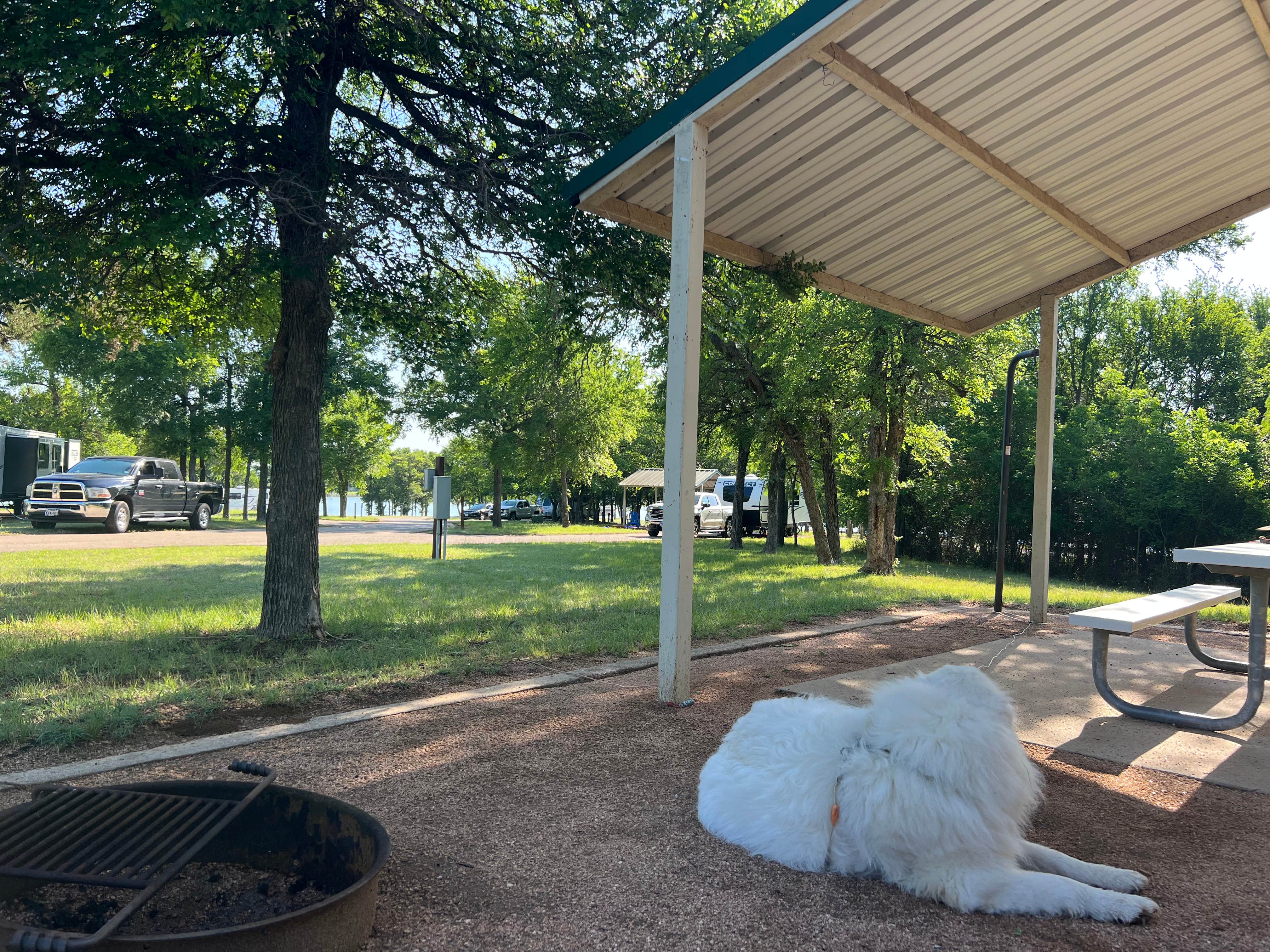Never Sitting S.'s photo of camping with pets at COE Lake Waco Speegleville Park near Belton Lake
