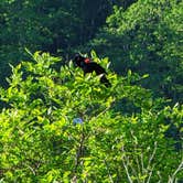 Review photo of High Point State Park Campground by Kwabena A., May 31, 2022