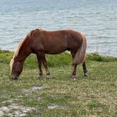 Review photo of Assateague State Park Campground by Neil T., May 31, 2022