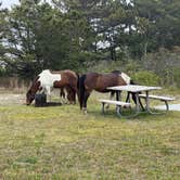 Review photo of Assateague State Park Campground by Neil T., May 31, 2022