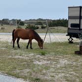 Review photo of Assateague State Park Campground by Neil T., May 31, 2022