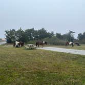 Review photo of Assateague State Park Campground by Neil T., May 31, 2022