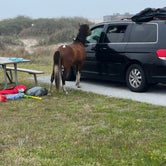 Review photo of Assateague State Park Campground by Neil T., May 31, 2022