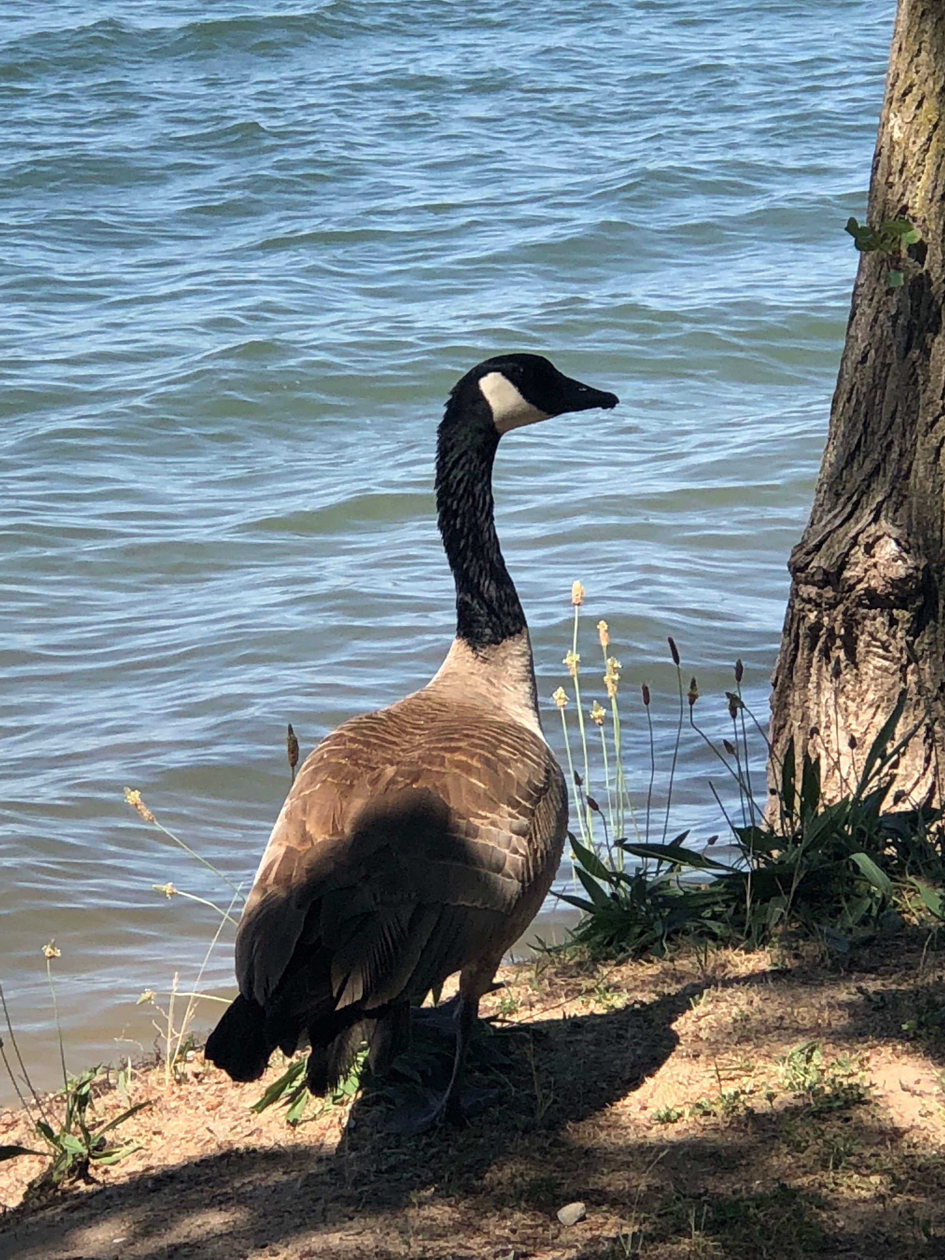 Camper-submitted photo at Woodward Reservoir near New Hogan Lake