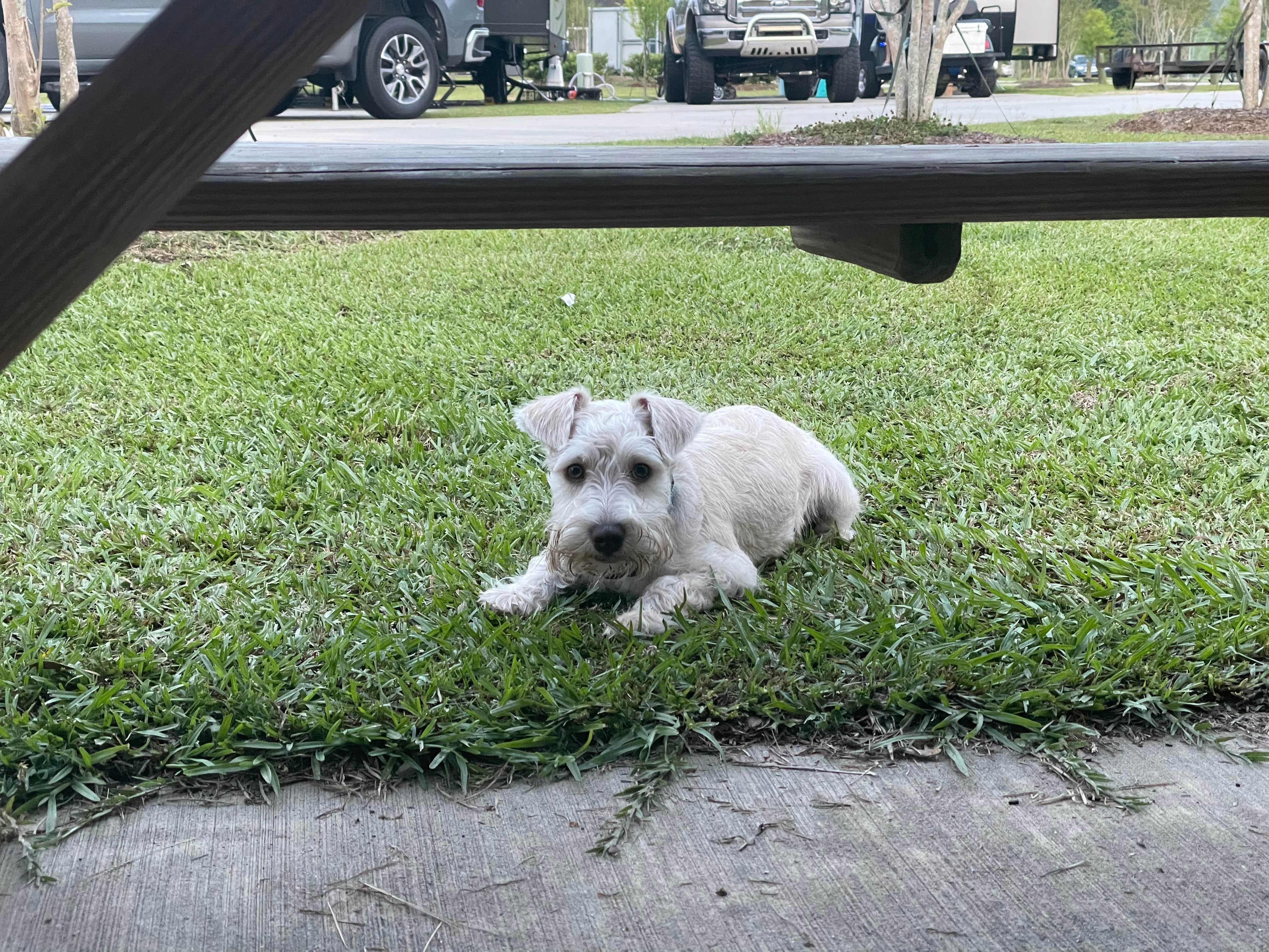 Jessica B.'s photo of camping with pets at Sun Outdoors New Orleans North Shore near Denham Springs, LA