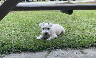 Jessica B.'s photo of camping with pets at Sun Outdoors New Orleans North Shore near Prairieville, LA