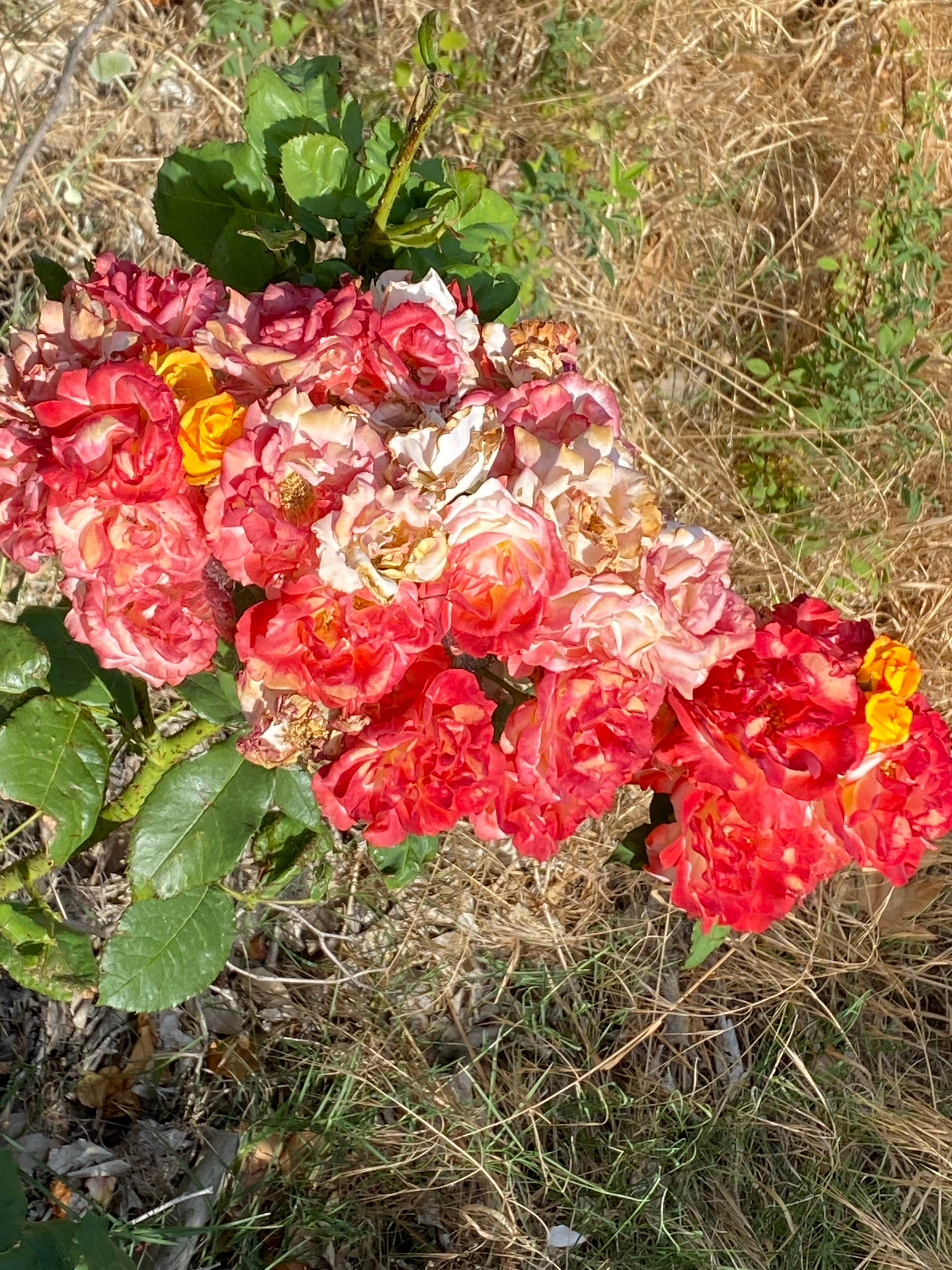 Camper-submitted photo at Loveys Landing RV Park and Marina near Williams, CA