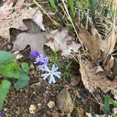 Review photo of Turkey Ridge Campground — Ferne Clyffe State Park by Gina J., July 15, 2018