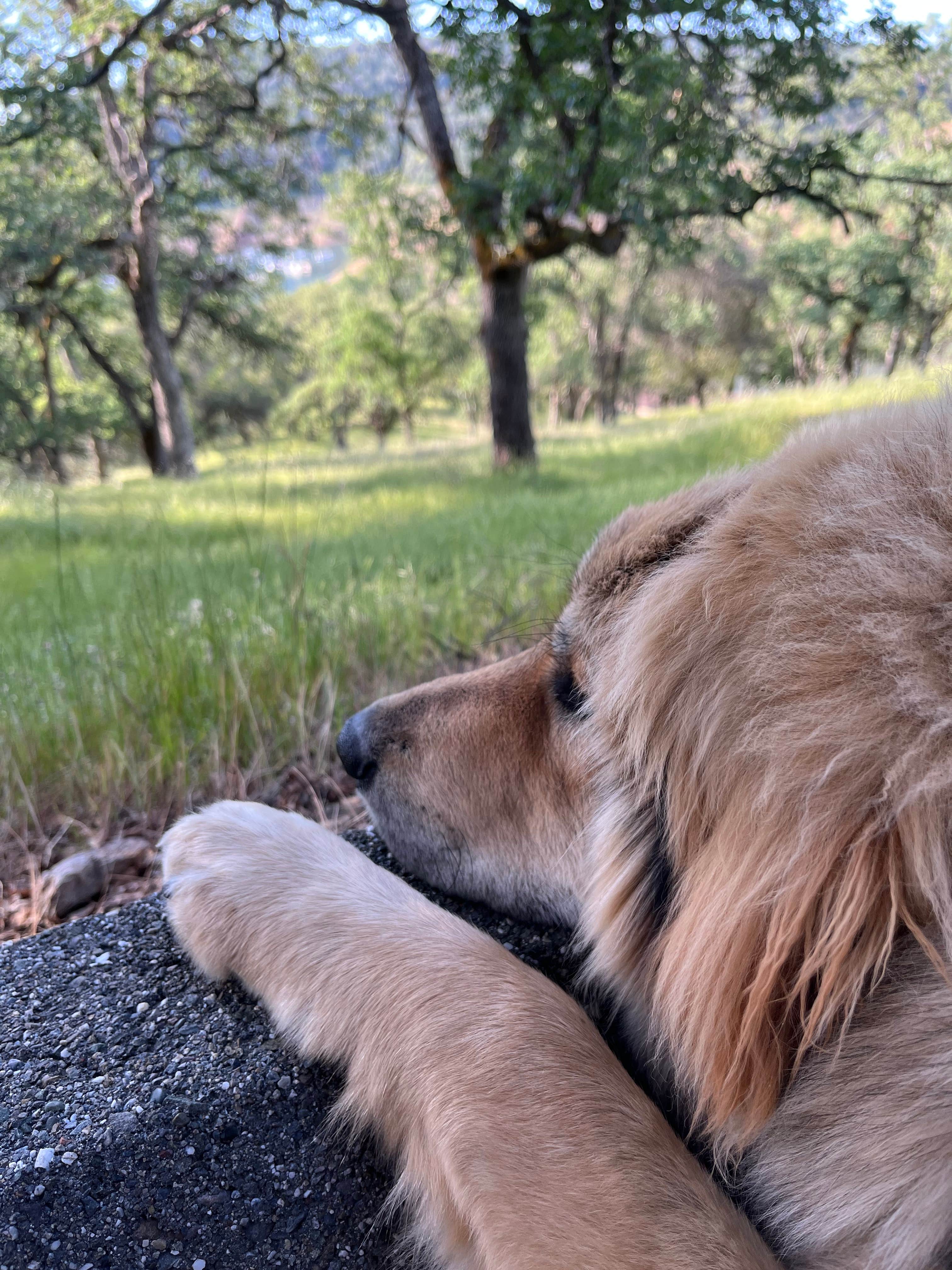 M&M B.'s photo of camping with pets at Limesaddle - Lake Oroville State Rec Area near Chico, CA