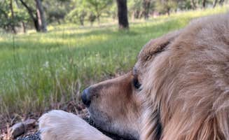 M&M B.'s photo of camping with pets at Limesaddle - Lake Oroville State Rec Area near Corning, CA