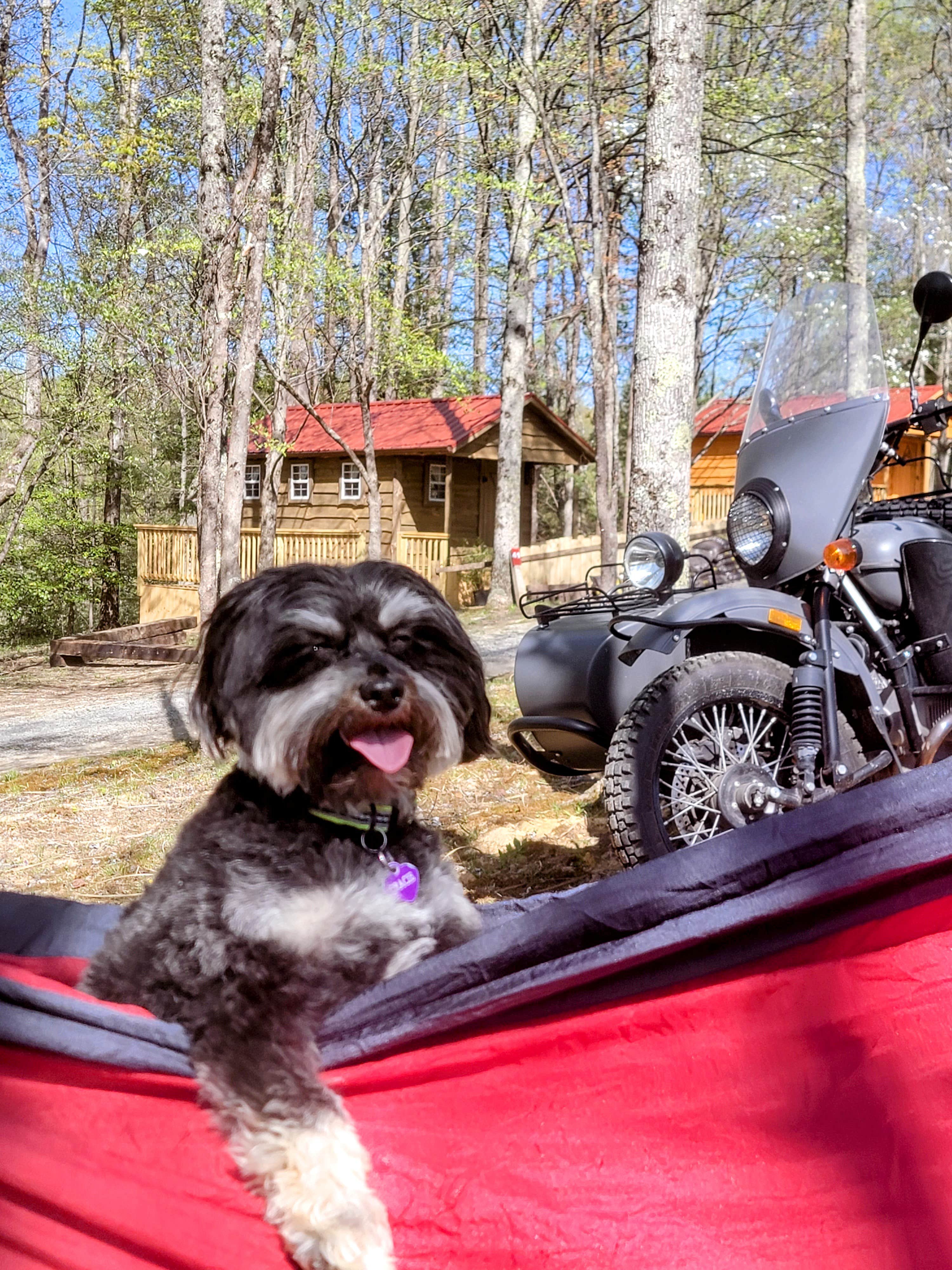 David R.'s photo of camping with pets at Summersville Lake Retreat & Lighthouse near Lansing, WV