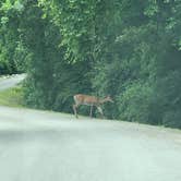 Review photo of Kendall Campground by JoBeth , May 31, 2022