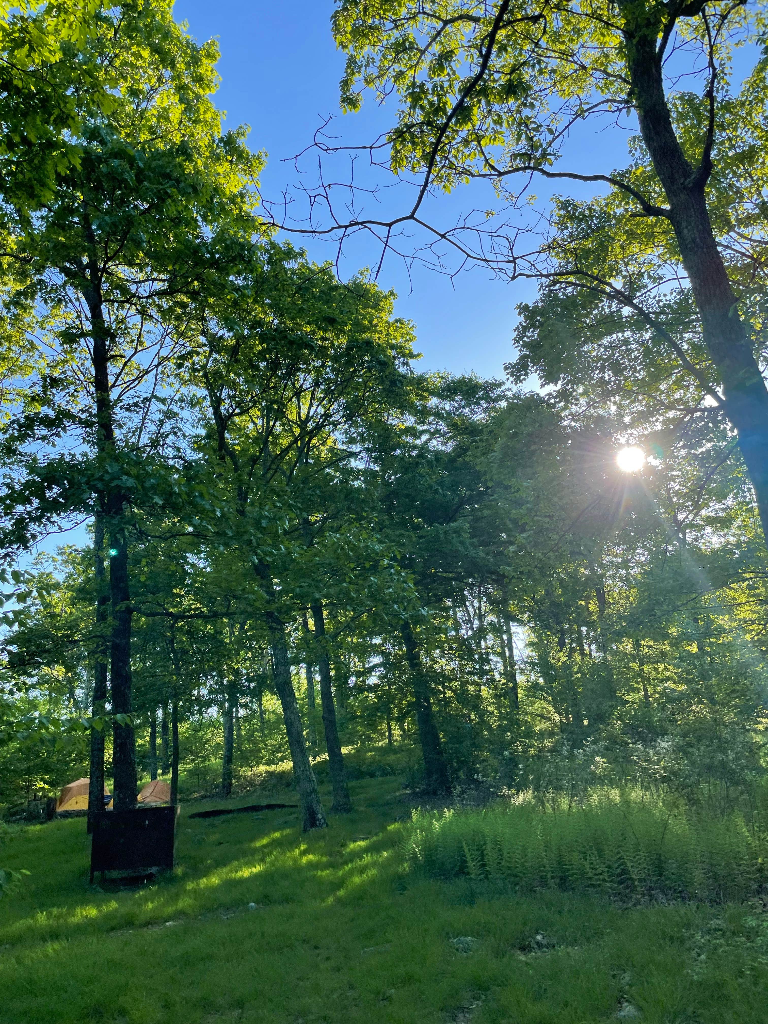 Camper-submitted photo at Appalachian Trail- Designated Backpacker Campsite 2 near Tobyhanna, PA