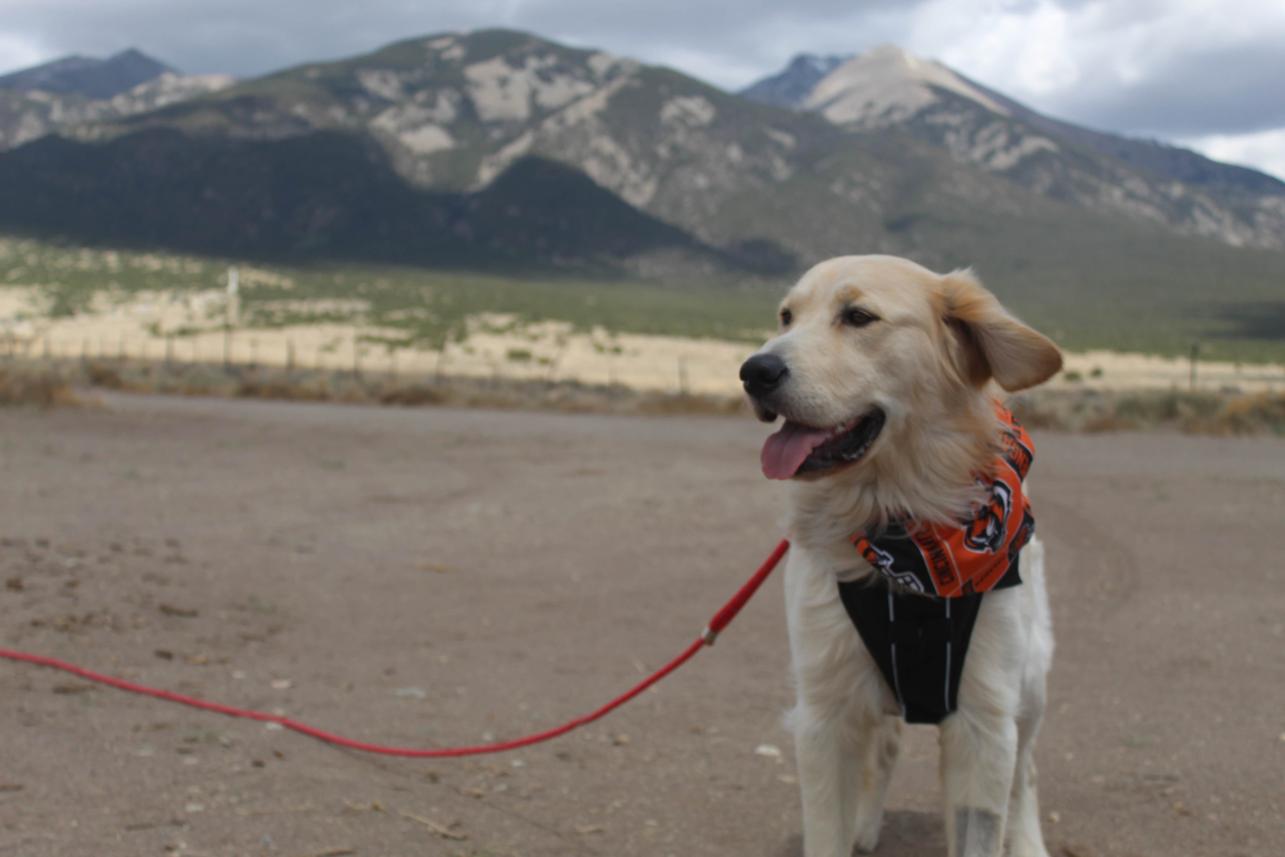 Annie G.'s photo of camping with pets at Home Mountain Reservoir SWA - Dispersed Campsites near San Luis, CO