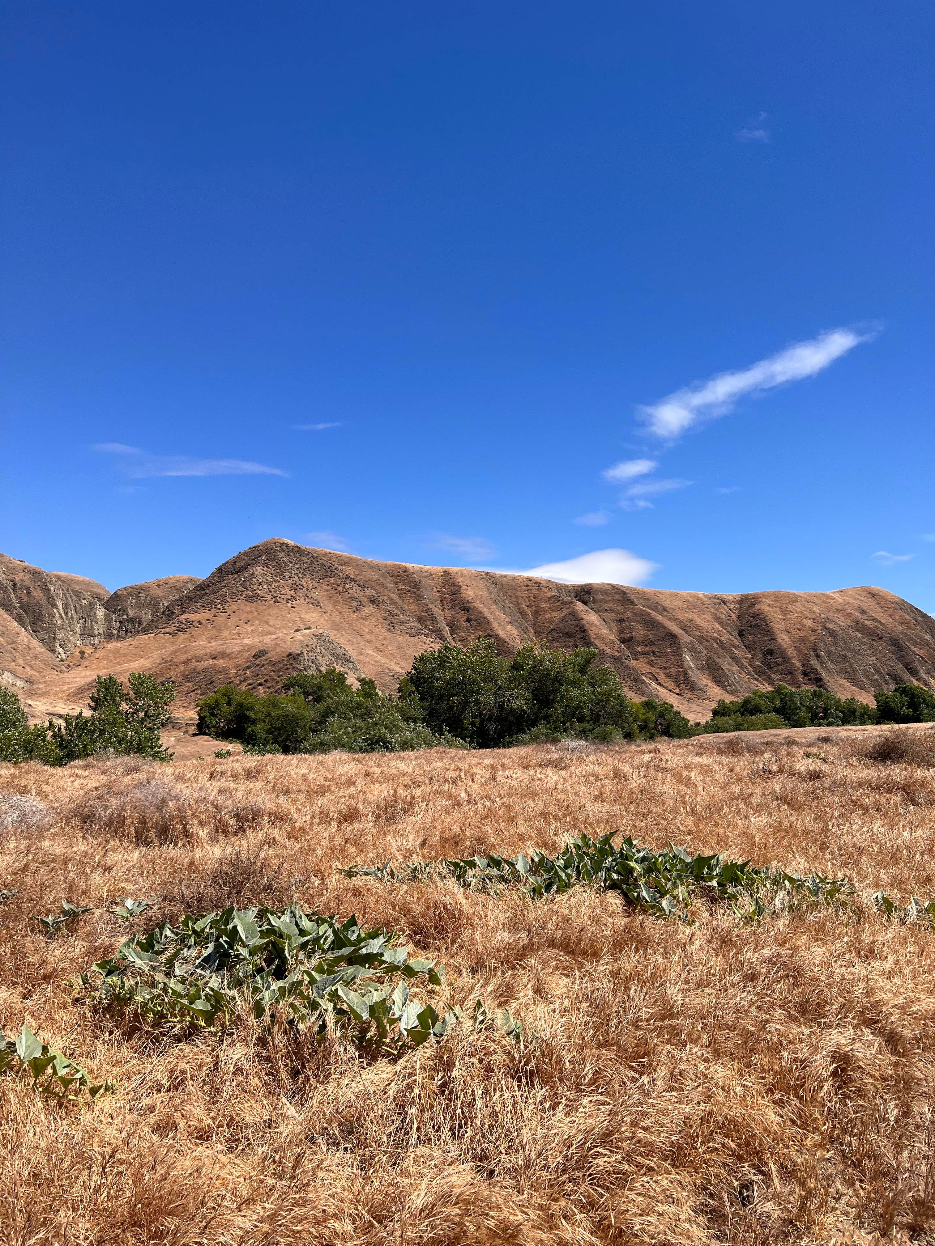 Camping near Bethany Pines: San Emigdio Campground, Pine Mountain Club, California