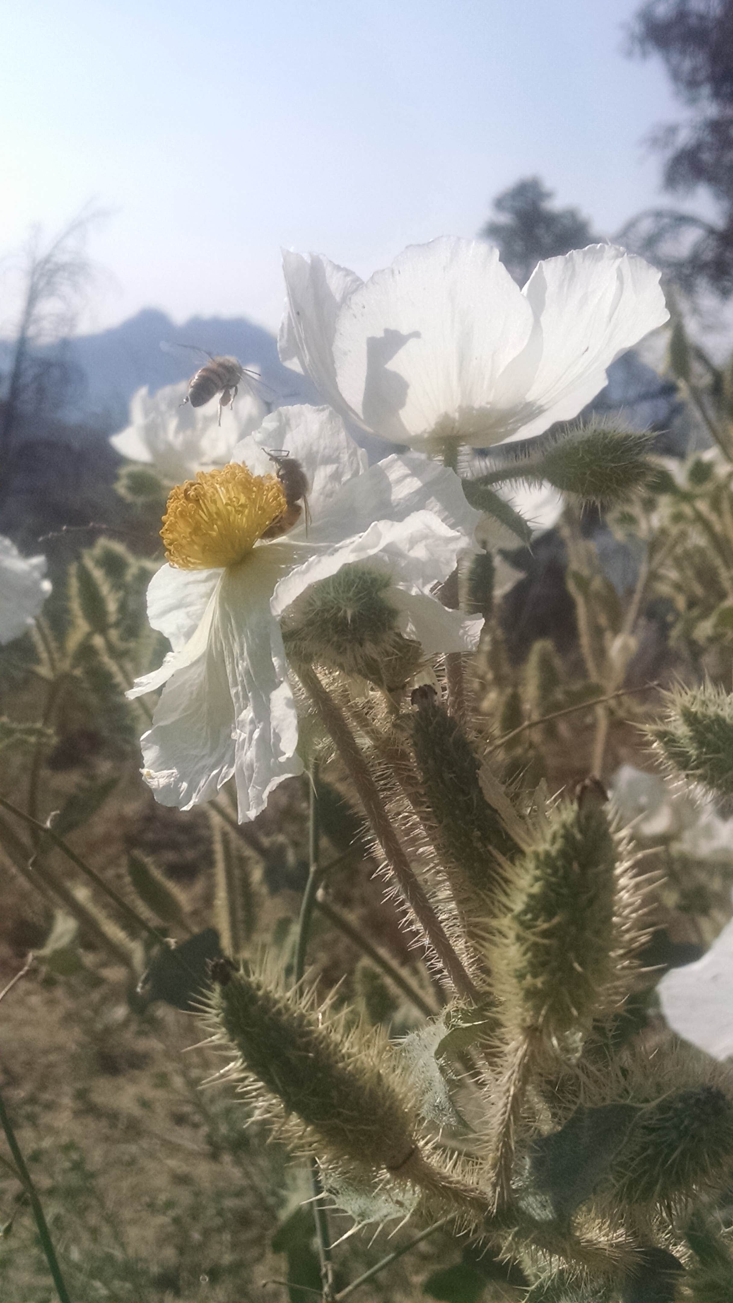 Camping near Chimney Creek Campground: Long Valley Campground, Onyx, California
