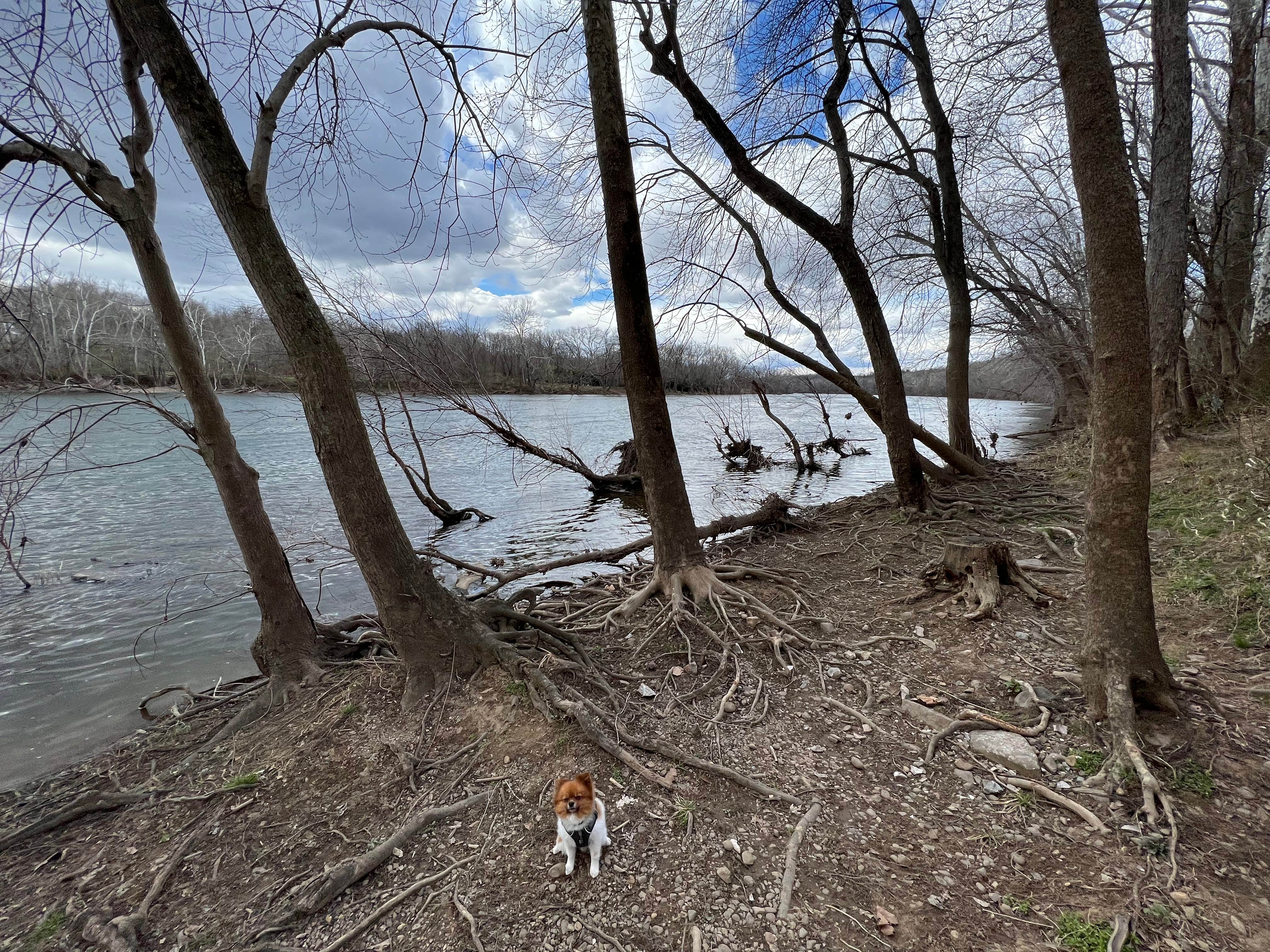 Nick C.'s photo of camping with pets at Antietam Creek Campground — Chesapeake and Ohio Canal National Historical Park near Cavetown, MD