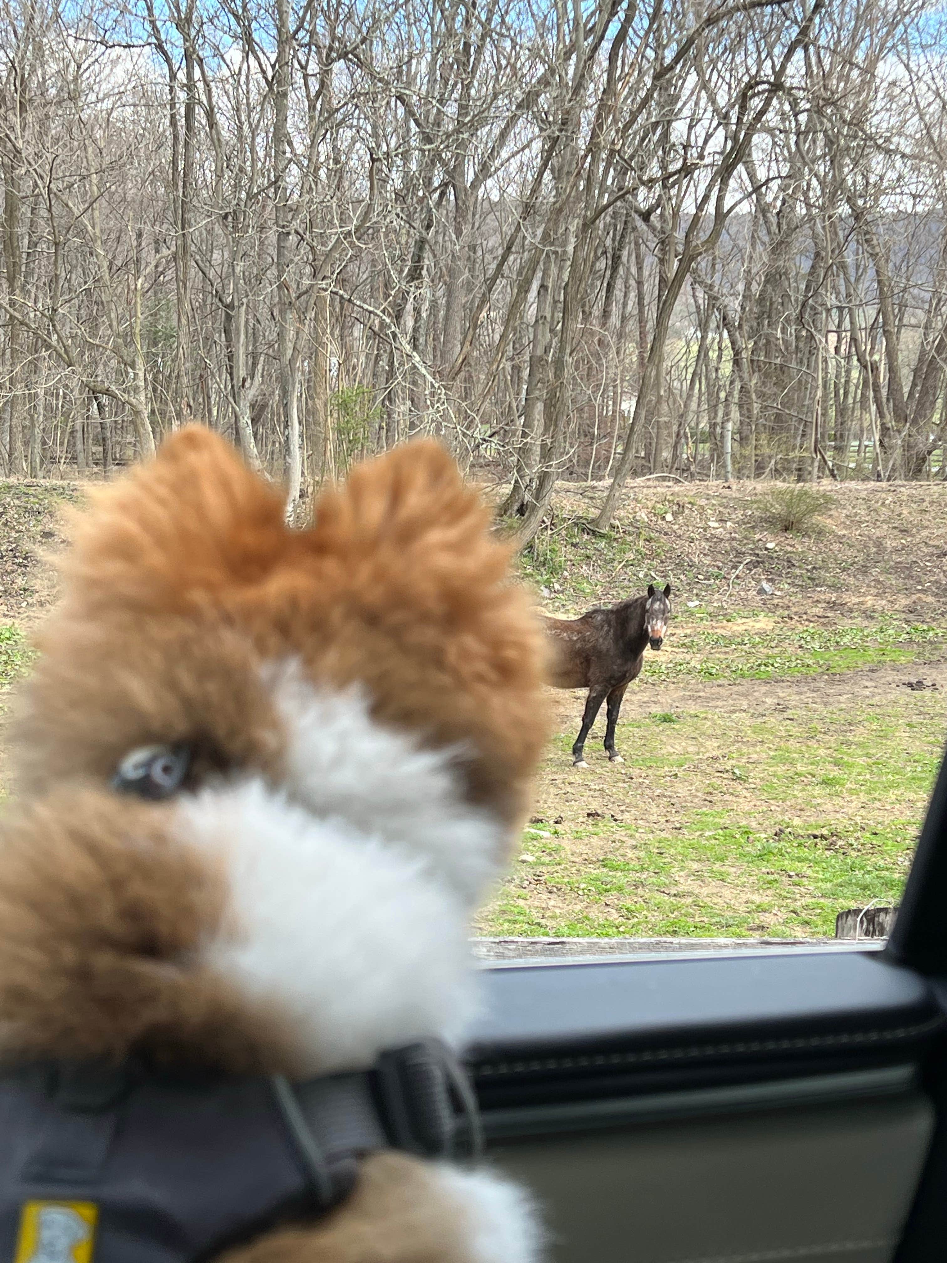 Nick C.'s photo of camping with pets at Antietam Creek Campground — Chesapeake and Ohio Canal National Historical Park near Brunswick, MD