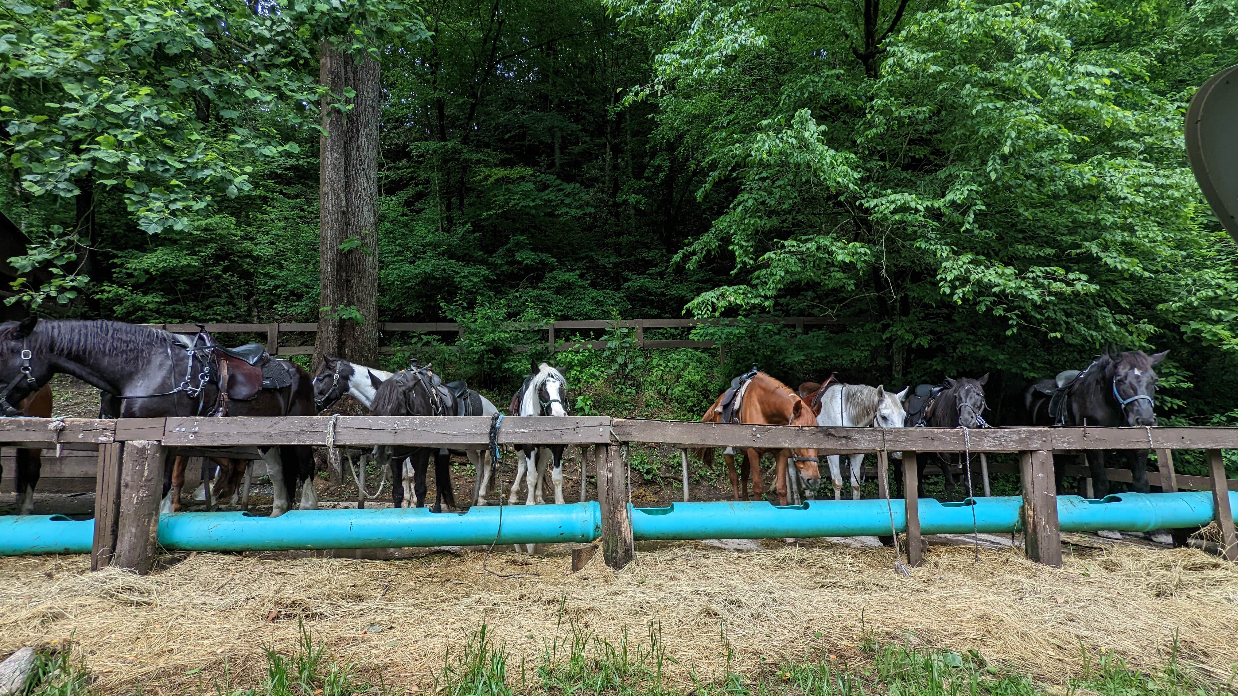 Bryan W.'s photo of camping with a horse at Smokemont Campground — Great Smoky Mountains National Park near National Forests in North Carolina