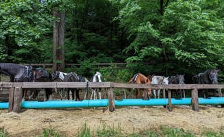 Bryan W.'s photo of camping with a horse at Smokemont Campground — Great Smoky Mountains National Park near Maryville, TN