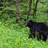 Review photo of Smokemont Campground — Great Smoky Mountains National Park by Bryan W., June 1, 2022