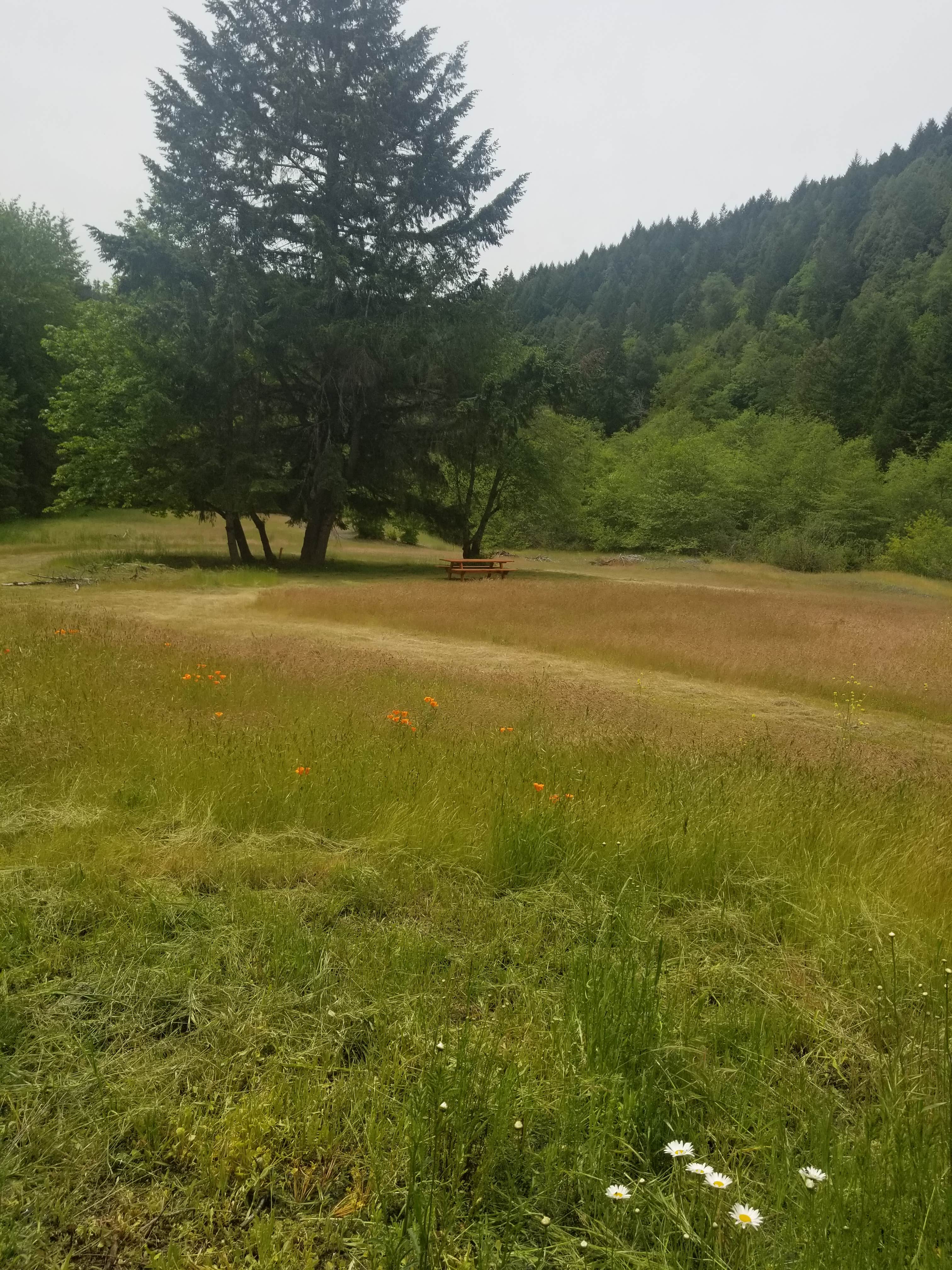 Camping near Burnt Ranch Campground: Bigfoot Flat, Willow Creek, California