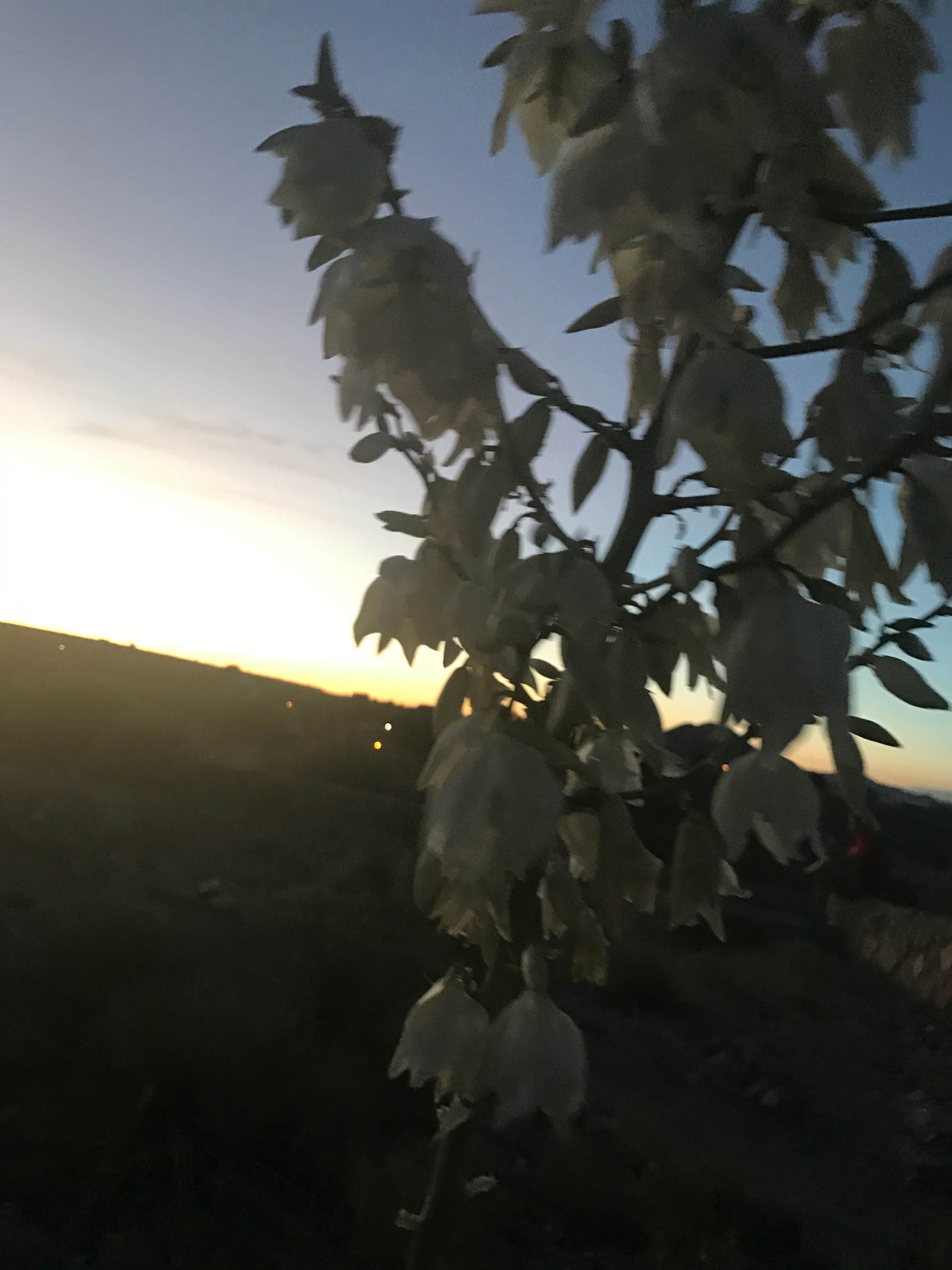 Camper-submitted photo at Las Cruces KOA in New Mexico